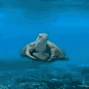 Turtleing emoji
