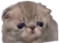 tu emote