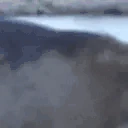 sealPog emoji
