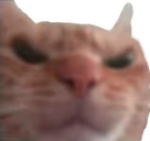 MadCat emote
