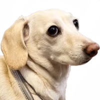 bitfruity emote