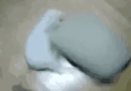 CatSpinning emote