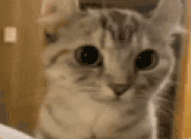 debil animated emote