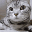 catSNIFFA emote