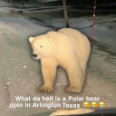PolarBear static emote