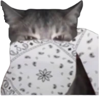 white_bandana_cat emote
