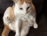 suh animated emote