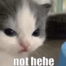 nothehecatto emote