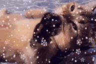 chillCatSnow animated emote