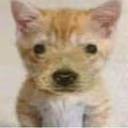 cpapu emote