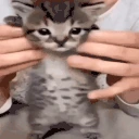 gatito emote