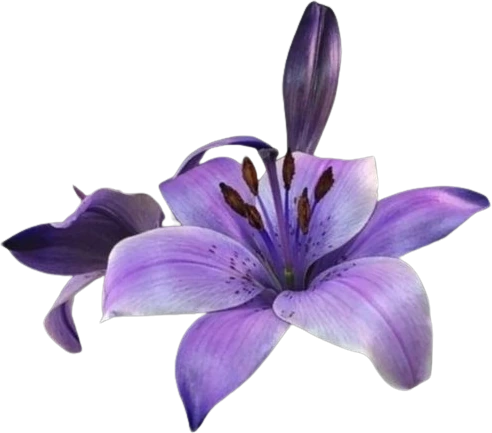 Purpleflower emote