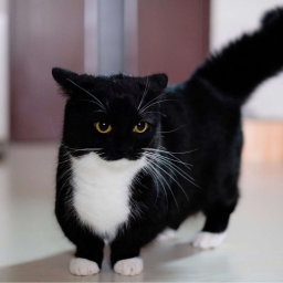 therealunicat avatar