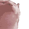 catbop emoji