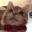 cat_licking emote
