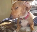 susDog emote
