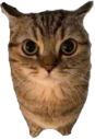 catlookingverymadatyoubecauseyoureallystink emote