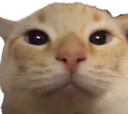 CatWTF emote