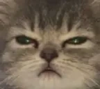 angryCAT emote