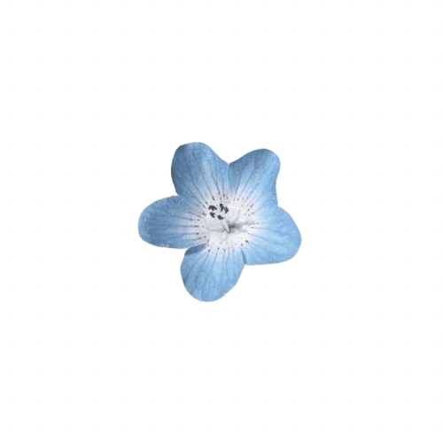 blue_flower emote