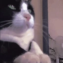 catcatdance emote