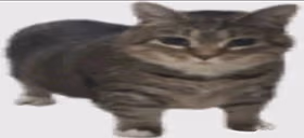 kotik emote