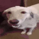 ButterDog emote