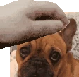 PennyPet emote