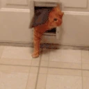 FatCatArrive emote