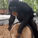 MonkeyHitsDrum emote