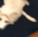 foxJAM animated emote
