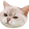 catRly emote