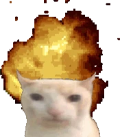 catanut emote