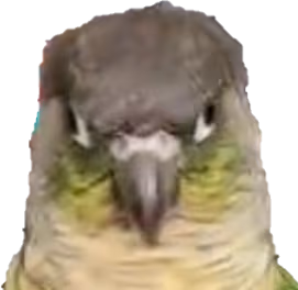 conure emote