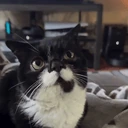 OlBite emote