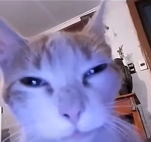 cat emote
