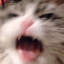 kitty_AHHH emote