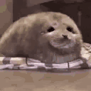 sealHappy animated emote