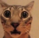 ALTA emote