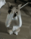 GatoShake animated emote