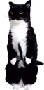 maxwellstand emote