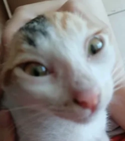 Mellowiscat emote