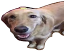 ButtaDawg emote