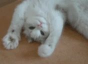 heyhey emote