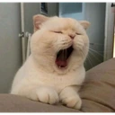 catyawns emote