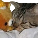 72_CatGlare emote