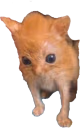 ribert emote