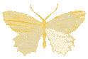 yellowbutterflyholo emote