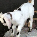 goatJAM emote