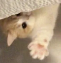 bai emote